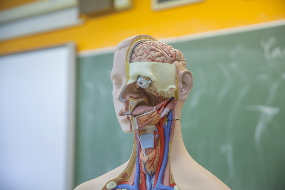 Aula de anatomia